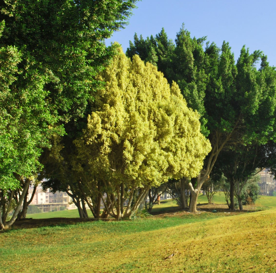 Tree Diagnosis and Treatment