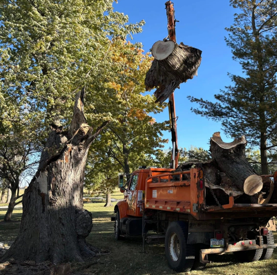 Tree Removal