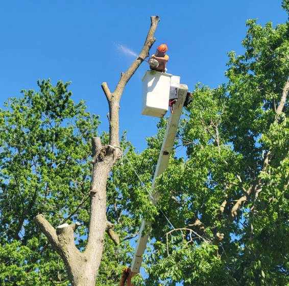 Tree Trimming