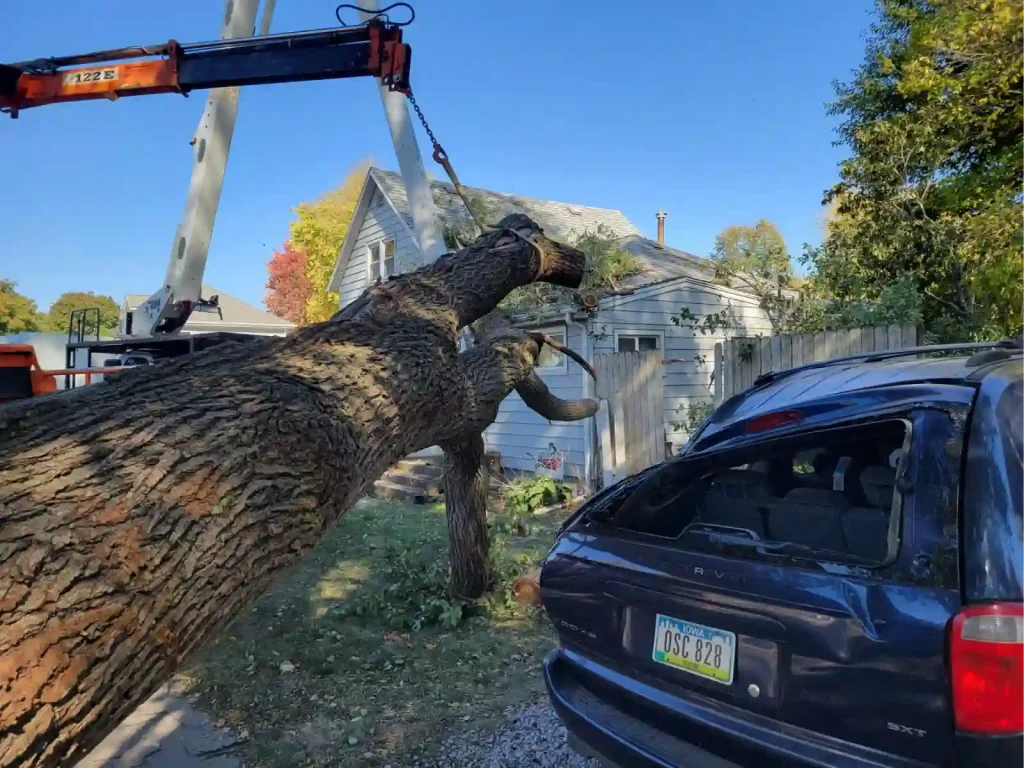 outdoor image tree care boone ia 2025 09 03T08 41 33.047792Z 93194