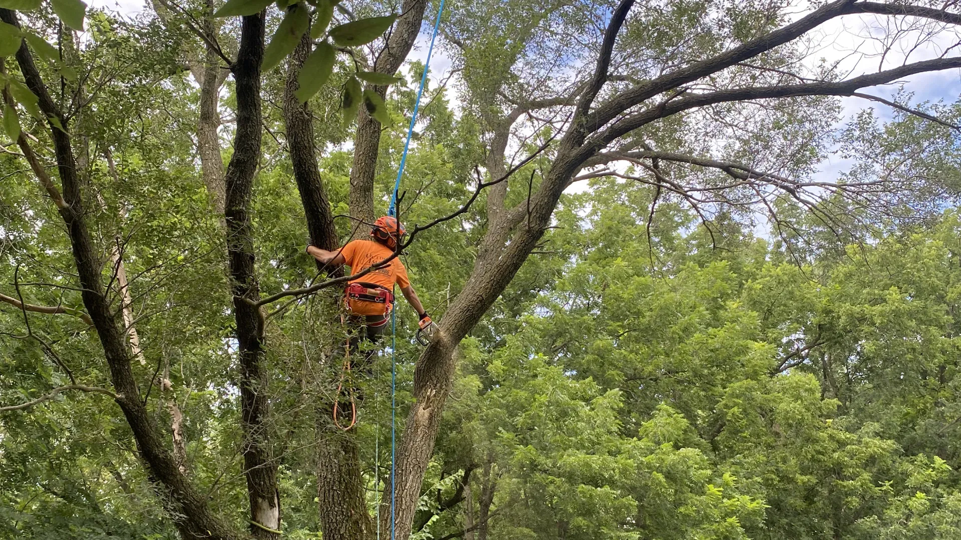 tree services hero boone ia